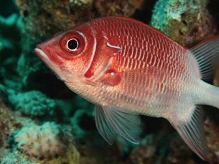 Sargocentron Caudimaculatum